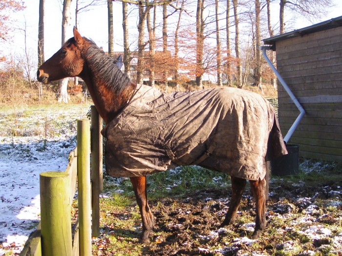 ce cheval vit tres bien au pre qu'au box