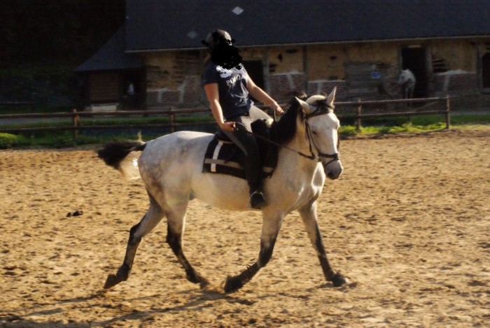 Qualin en dressage