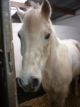 Sylver , c'est quand mme un chouette poney ... trs dur , mais chouette !! ;) <3
