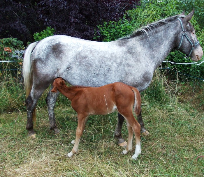 Mes amours <3