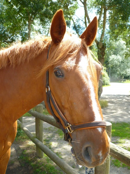 GEE TAC superbe qualité cheval marron en cuir huilé laiton Rembourré Tête Col