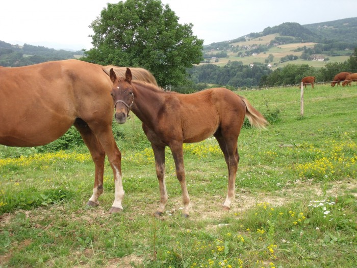 calienter du colandier