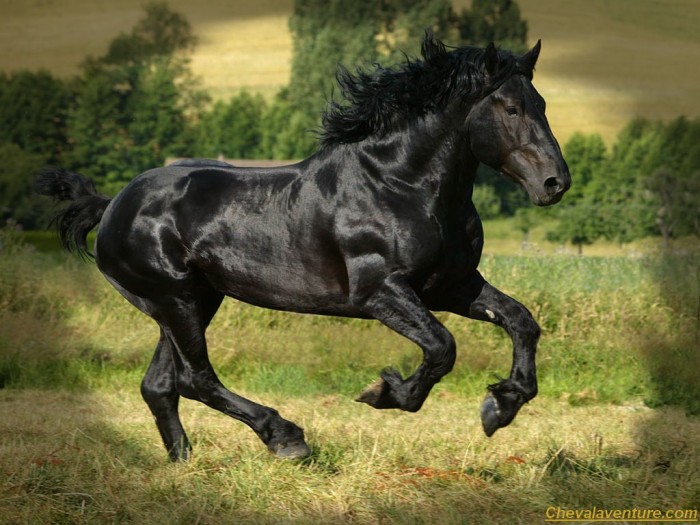 frison