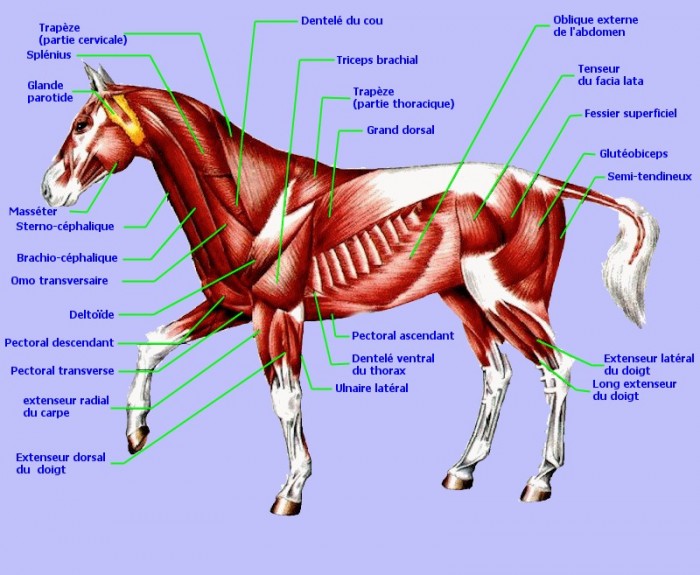 Exercice pour muscler mon cheval