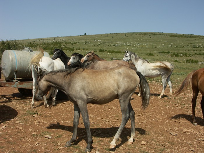 Baraka d'Olt (Ar) par Said Lotois et Kara Bint Rumel