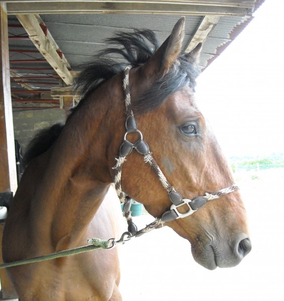 Voyageur Delo ,le petit nouveau