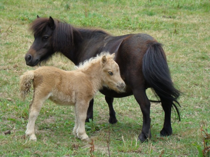 Un des poulains de Qualit Van de Zandhoven