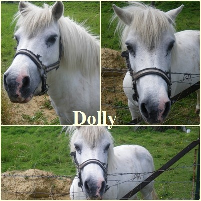 Dolly, ponette de proprietaire