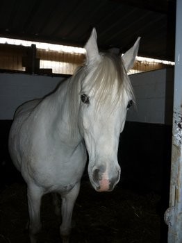 Osiris , trs beau cheval <3 ... Tout comme les autres !!! <3 !!!