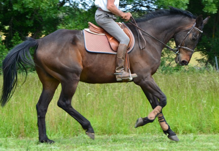 au galop