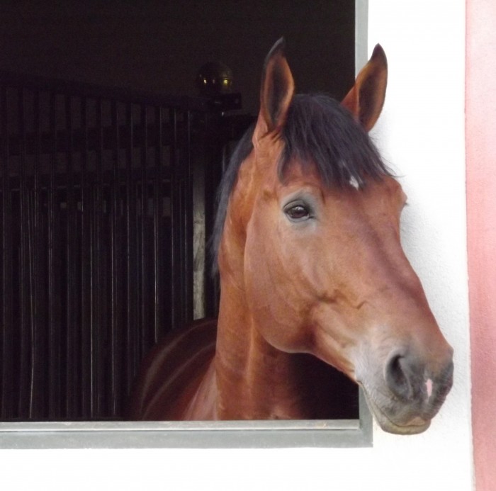 Chevaux de sport