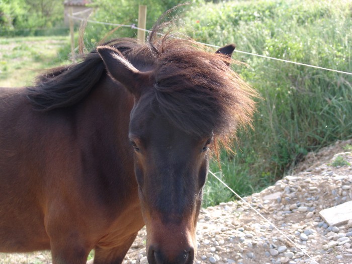 Nabelle. Shetland 9ans le 08/03/2012