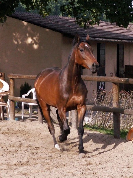 Mirabelle d'amator, ma jument, recherche de dp