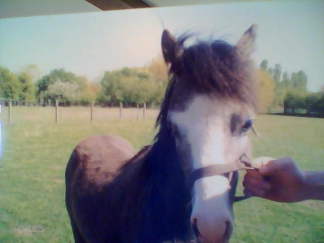 Sa c'est mon poney