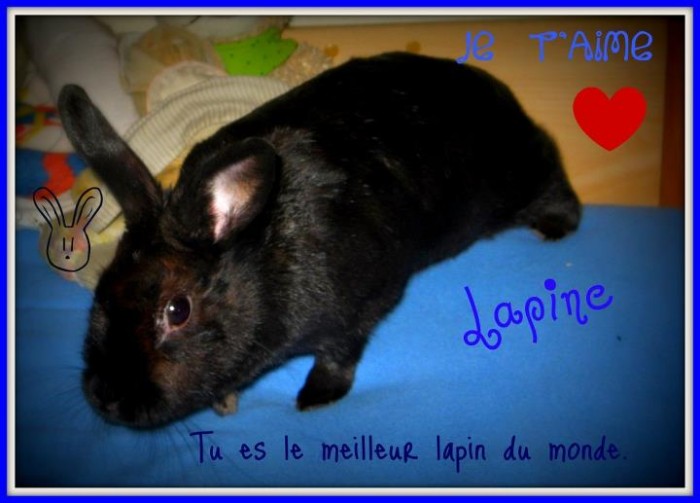 lapine <3 