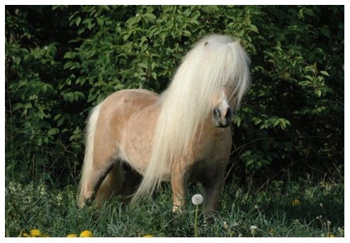 Qualit Van de Zandhoven, notre talon reproducteur, Shetland Palomino