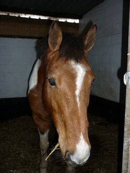 poca alias pocanthas ;) , super cheval d'obstacle hein ma chrie <3 !! !! !!