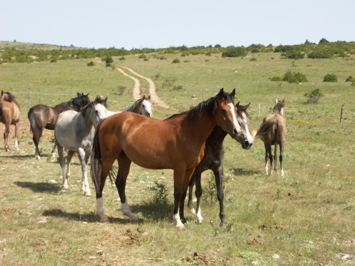 Vga d'Olt (Ar) par Montloubet et Chilka