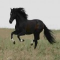 un beau noir !