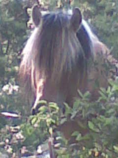 Dino. Fjord de 16ans le 16/05/2012