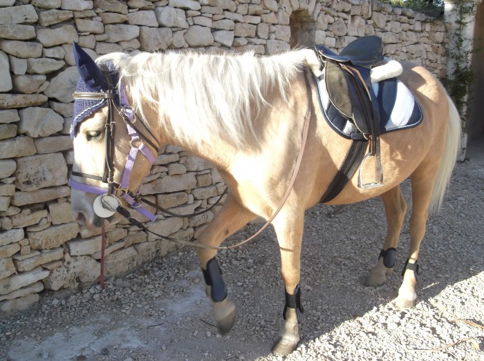 Belle. Haflinguer x Palomino. 7ans le 01/01/2012