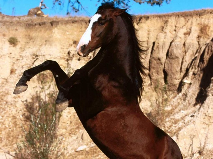 un beau cabrage !
