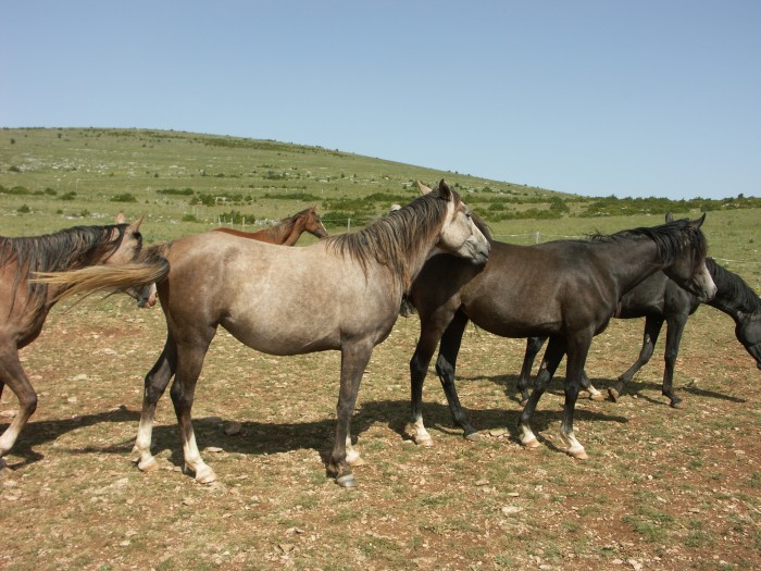 Utah d'Olt (Ar) par Montloubet et Kara Bint Rumel