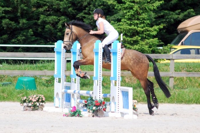 jeune cheval