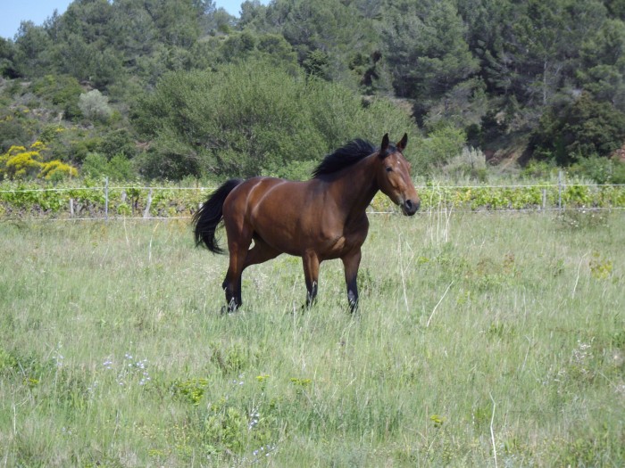 Quiriana