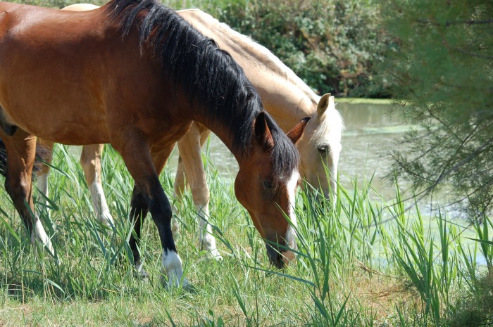 Dgustation de jeunes roseaux en Camargue