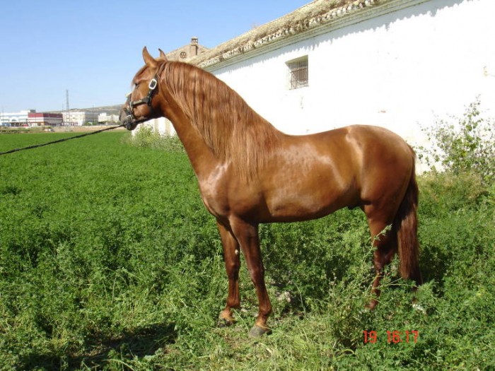 Cheval clearance espagnol bai