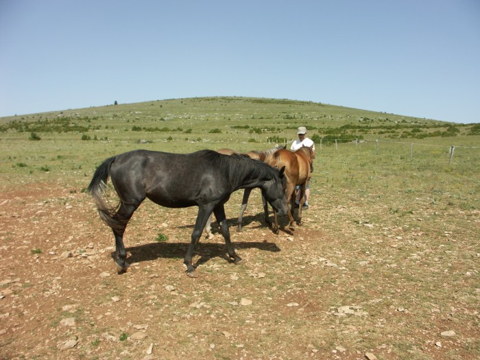 Abda d'Olt 2 ans (Ar) par Berbre de Piboul et Cr Duet Over