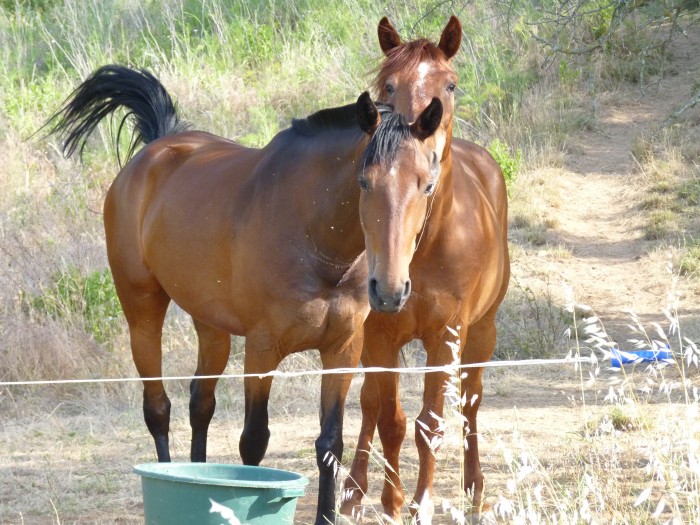 harley et quiriana