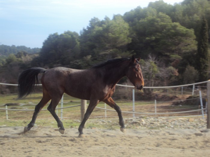 Quiriana