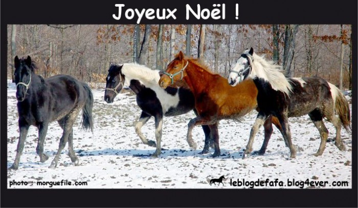 e-carte cheval