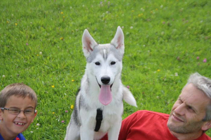 Higloo, notre amour de Huskie