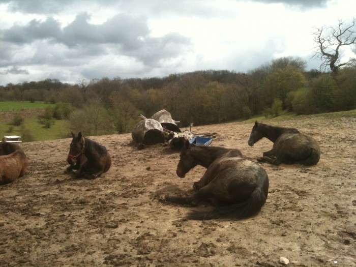 mes chevaux tous couchs