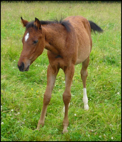 Timidy, soeur de Gaefa n�e en 2008