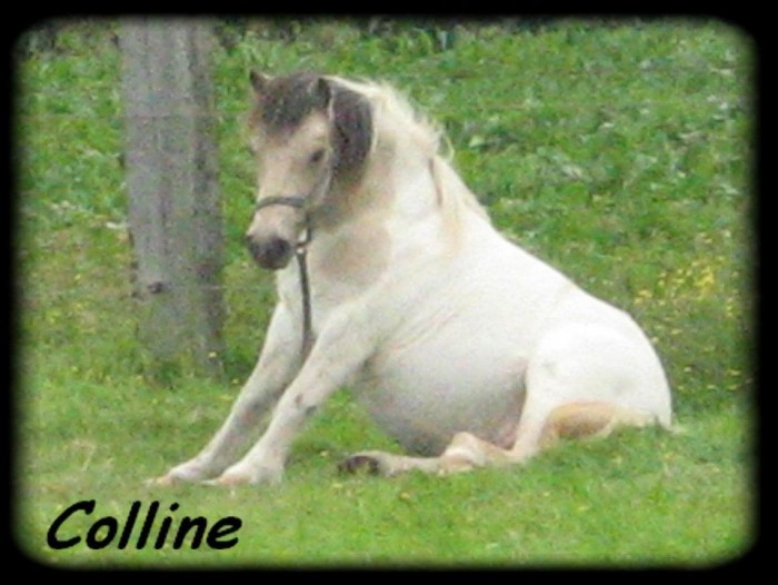 Mon poney.