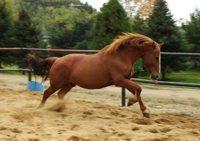 Dan (le cheval que je monte mon dada d'amour!)