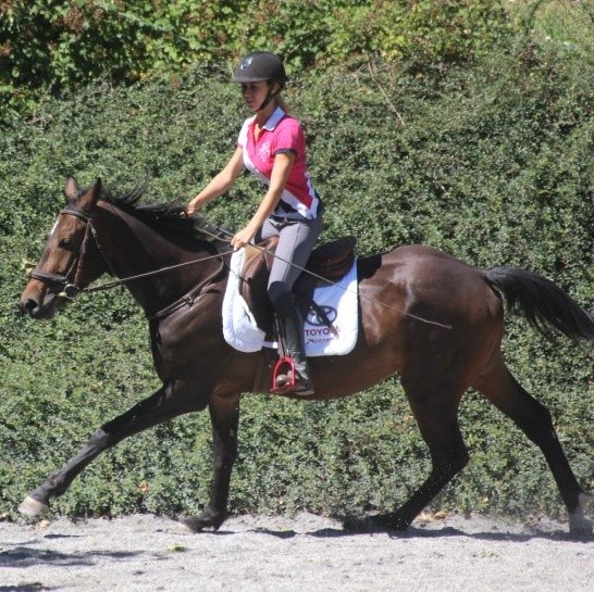 V'Chako Blue des Beaux , SF de 3 ans (Chacco Blue x Dollar de la Lande) 