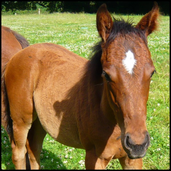 Timidy, soeur de Gaefa n�e en 2008