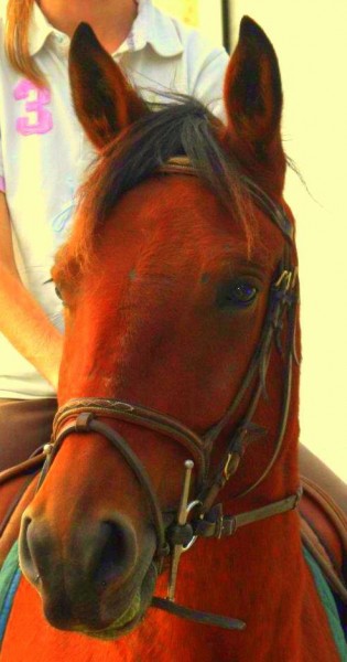 Mon Cheval, Tolro <3 