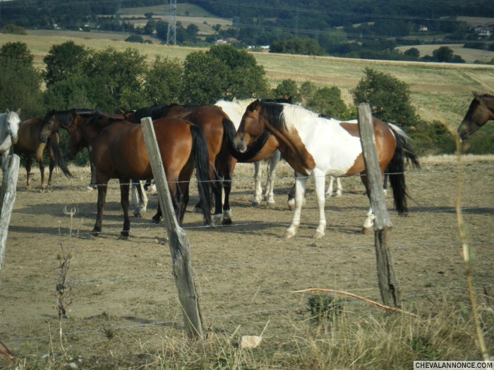 Mes autres chevaux