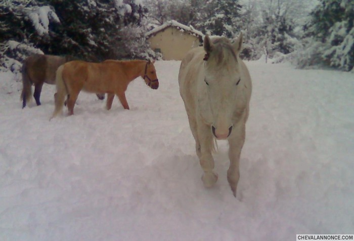 blanco , nuage , canelle