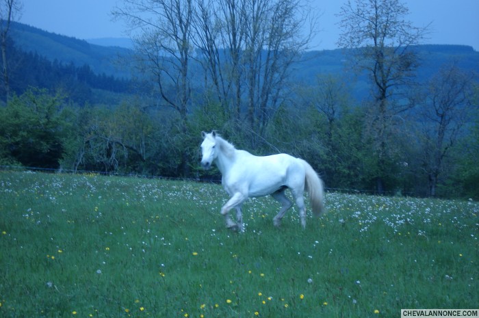 Jackson, connemara, 12 ans, 1m62, un petit cheval qui m'apporte du bonheur, du bonheur, du bonheur !