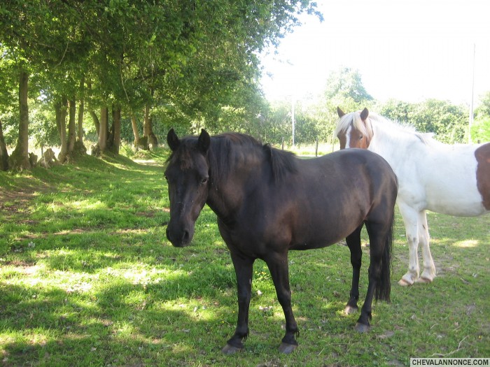 azur 19ans la ponette de ma fille