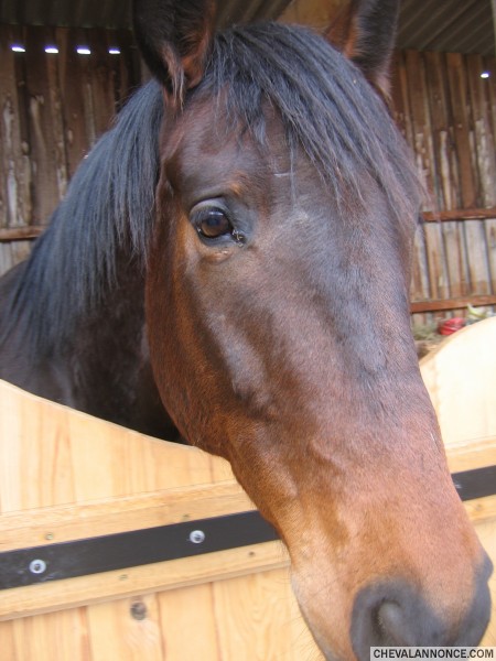 Loulou 