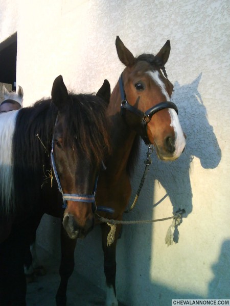 Sunday ( pie noir) et Lucky( le bai) juste avant une compet'!