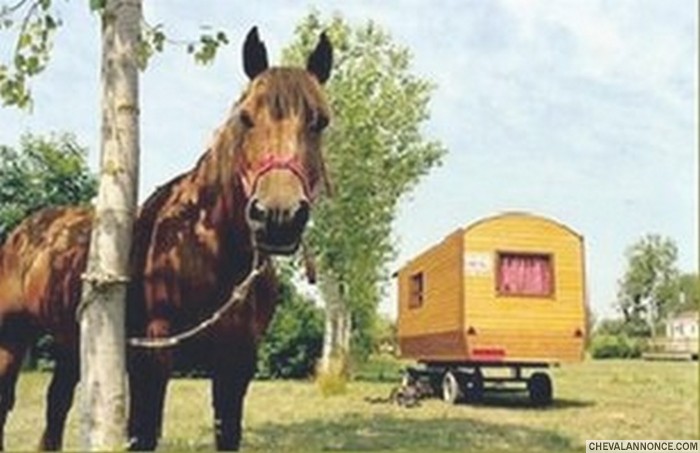 kaline et sa roulotte au camping